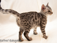 Bengalkatze silber